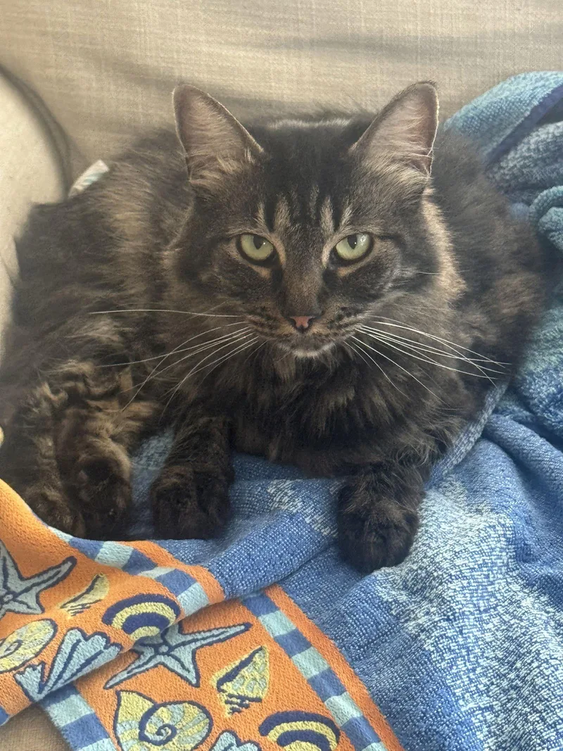 An adult medium-sized female Domestic Medium Hair cat named Agnus for adoption in Walnut Creek, CA