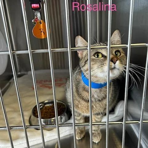 A young medium-sized female Brown / Chocolate Domestic Short Hair cat named Rosalina for adoption in Knoxville, TN
