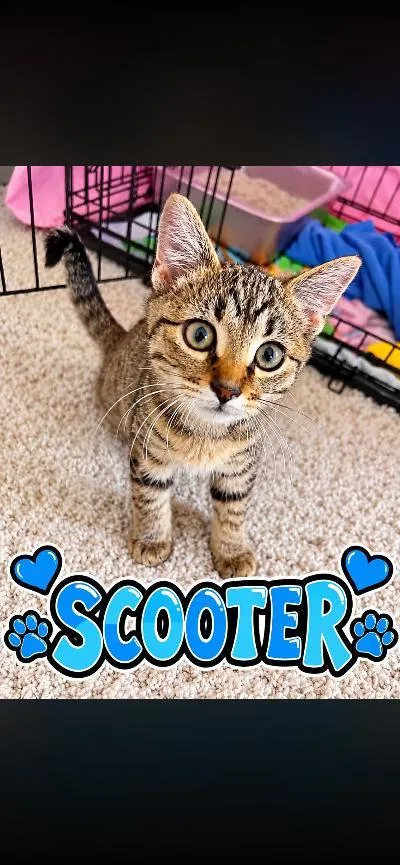 A baby medium-sized male Tabby (Brown / Chocolate) Domestic Short Hair cat named Scooter for adoption in Mokena, IL