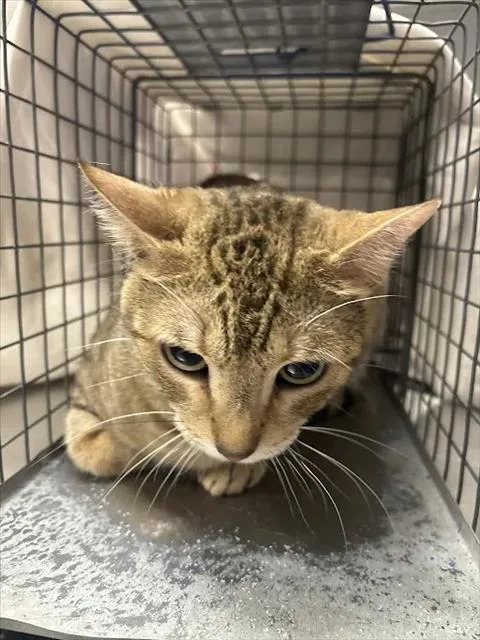 An adult large-sized female Domestic Short Hair cat named Gabby for adoption in Las Vegas, NV