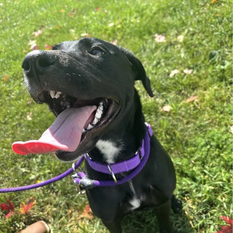Stella