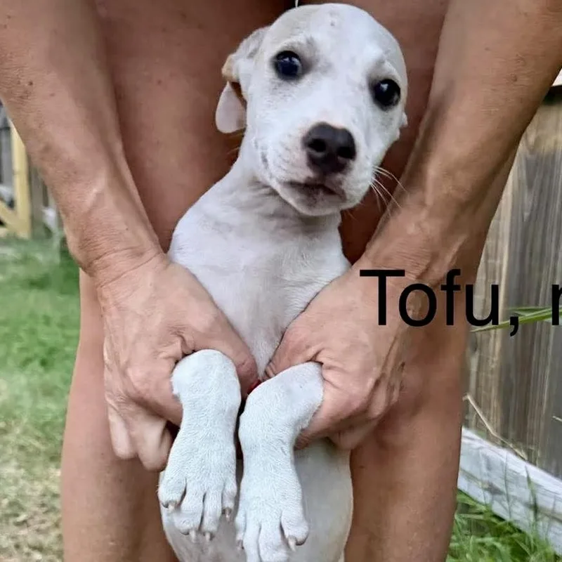 Tofu thumbnail 2