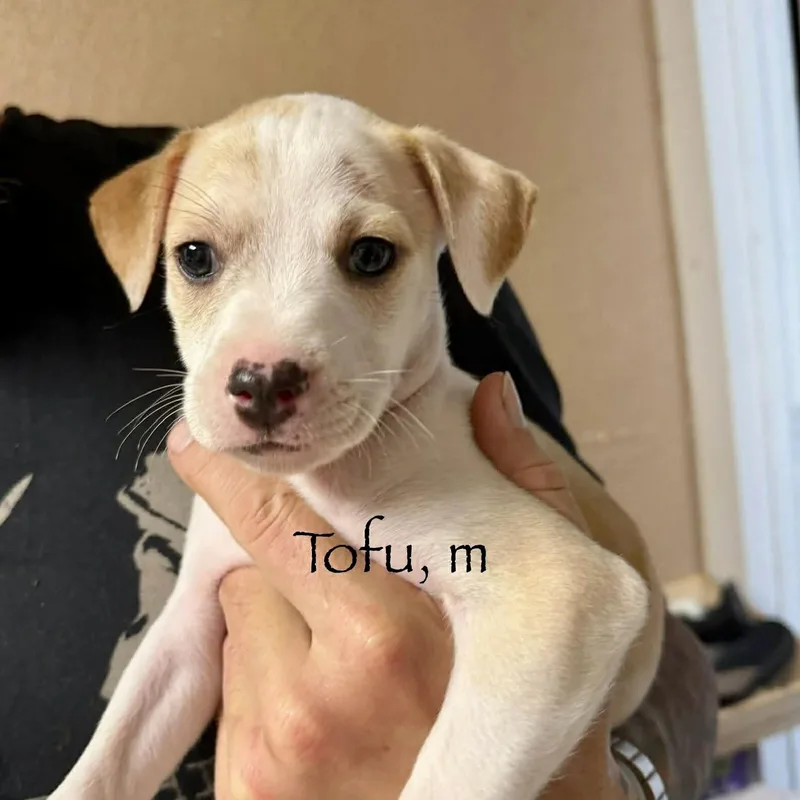 Tofu thumbnail 4