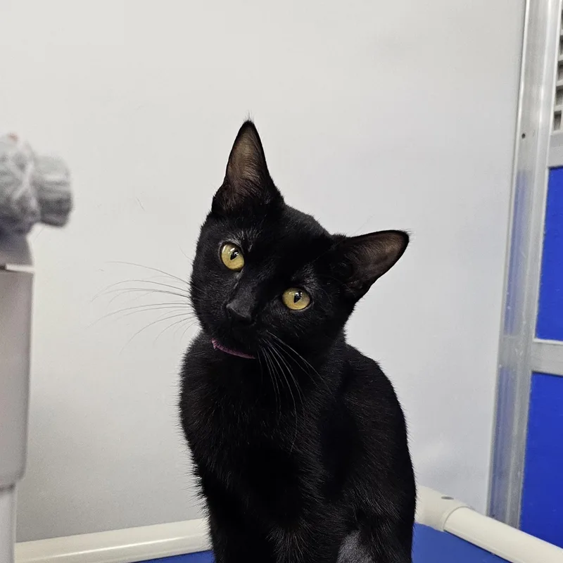 A baby medium-sized female Black Domestic Short Hair cat named Tai for adoption in Dunkirk, NY