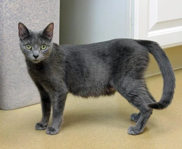 A young small-sized female Gray / Blue / Silver Domestic Short Hair cat named Yahtzee for adoption in Mansfield, MA