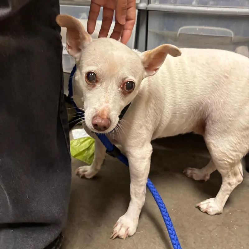 An adult small-sized female White / Cream Jack Russell Terrier dog named Maggie for adoption in Yuma, AZ