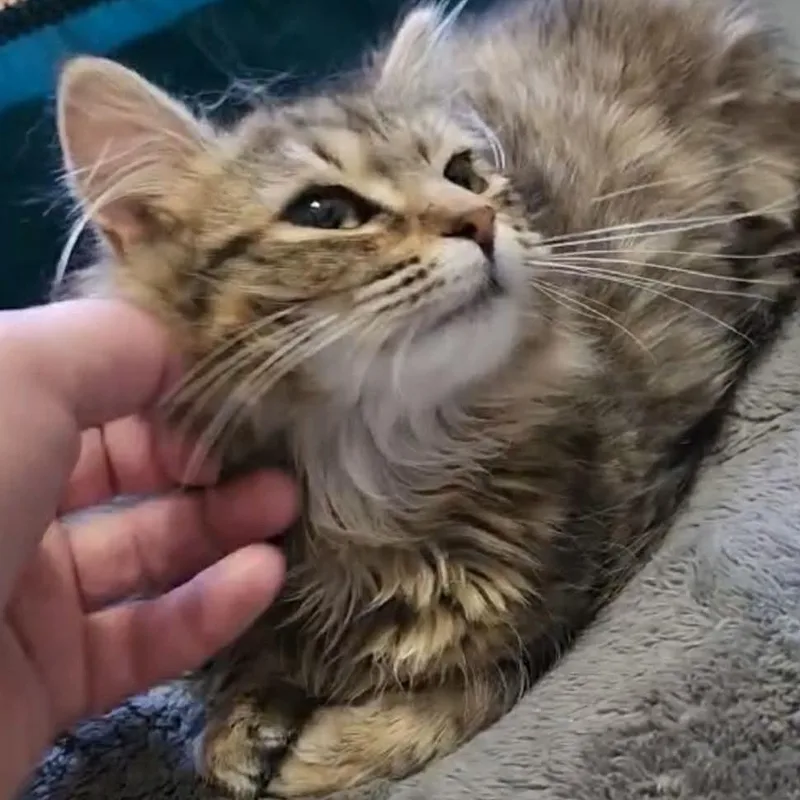 Fluffabelle thumbnail 2