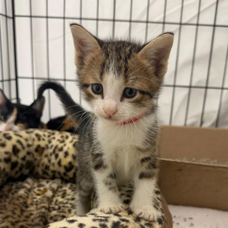 A baby small-sized male Brown / Chocolate Domestic Short Hair cat named Harry for adoption in Austin, TX