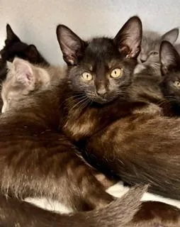 A baby medium-sized male Black Domestic Short Hair cat named Duncan for adoption in Winter Haven, FL