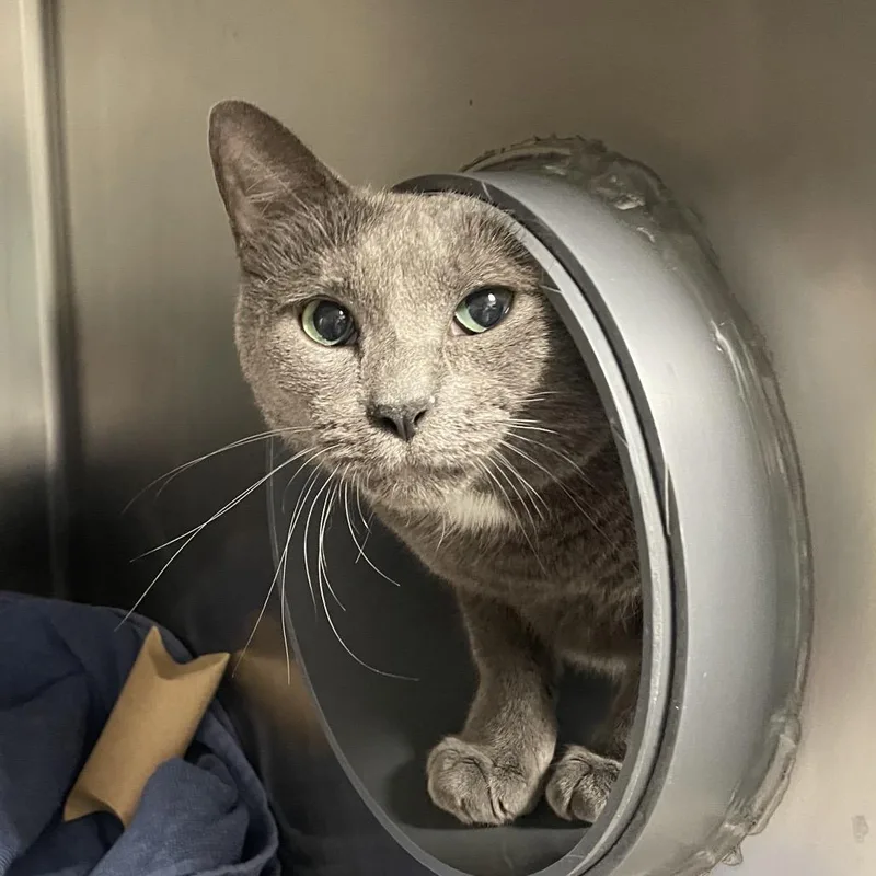 An adult large-sized male Gray / Blue / Silver Domestic Short Hair cat named Indigo for adoption in Chicago, IL