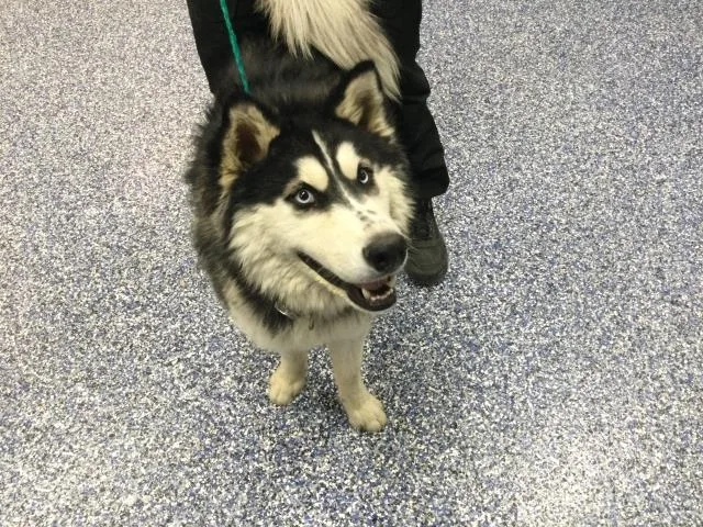 An adult large-sized male Siberian Husky dog named Harry for adoption in Thousand Palms, CA