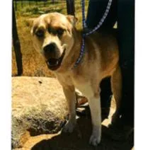 A young medium-sized female Husky dog named Willow for adoption in Long Beach, CA