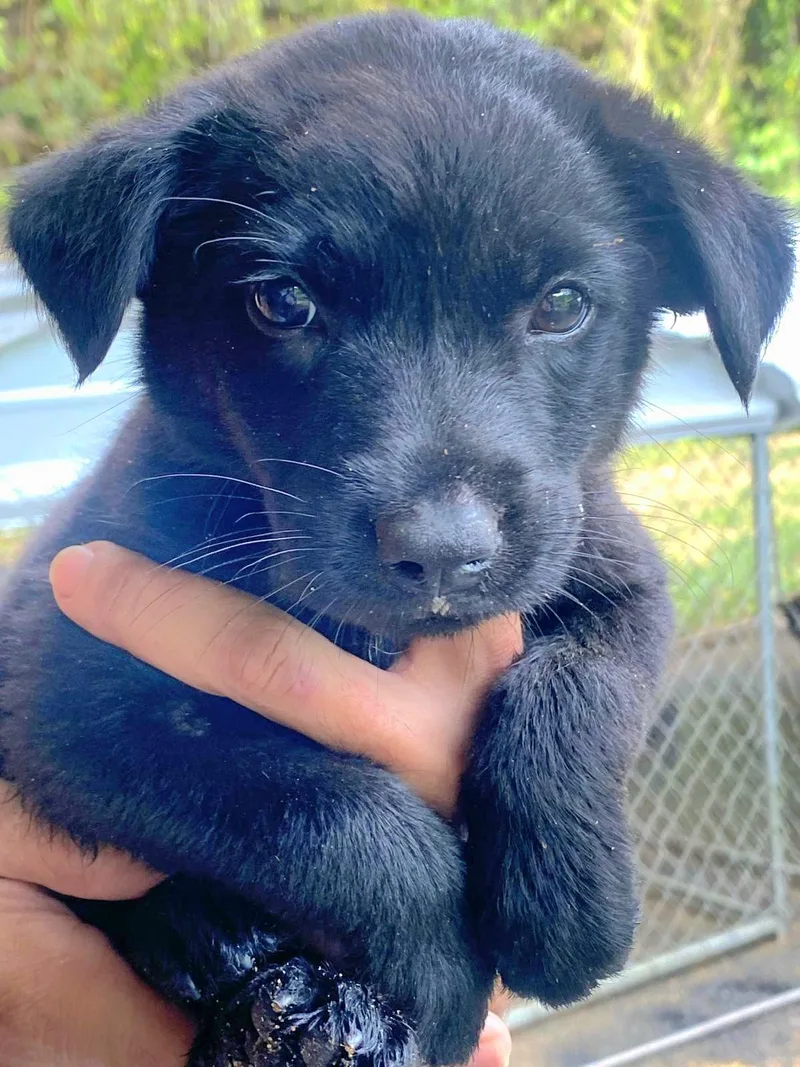 Pongo "cuddle With Me thumbnail 2