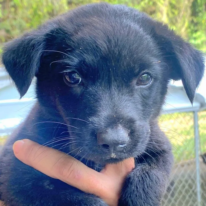Pongo "cuddle With Me
