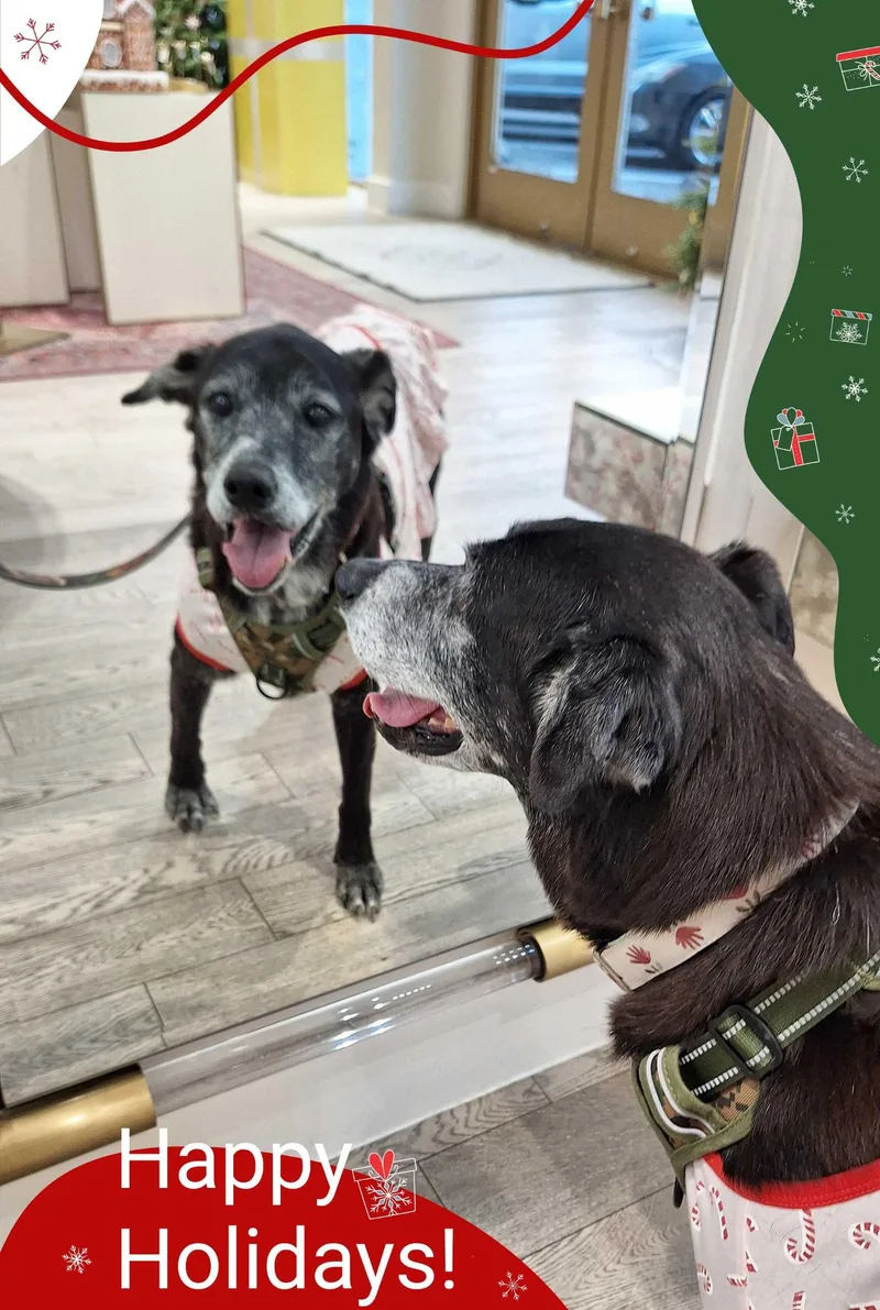 A senior medium-sized female Labrador Retriever dog named Hazel for adoption in Houston, TX