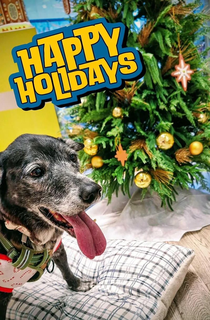 Hazel thumbnail 3