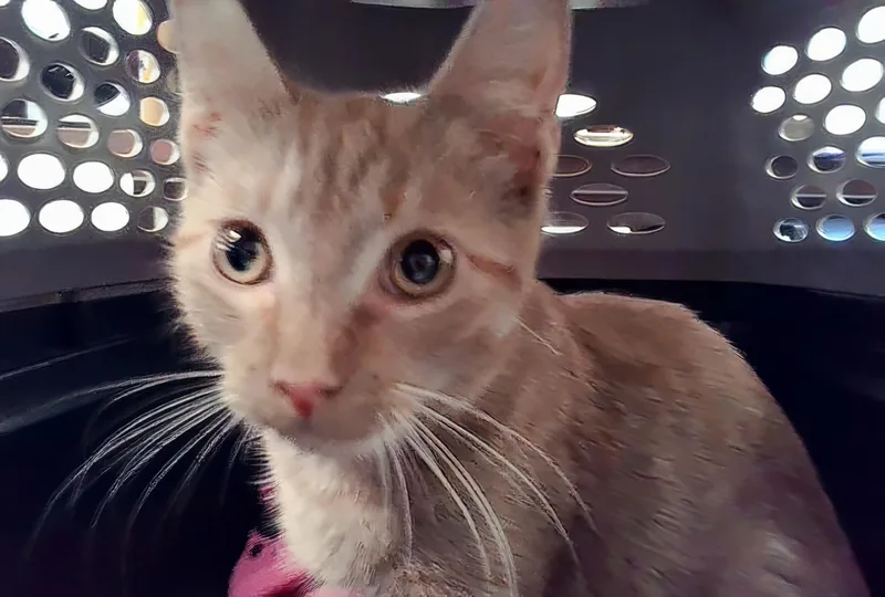 A baby medium-sized female Tabby (Orange / Red) Domestic Short Hair cat named Carmilla Carmine for adoption in Nashville, TN