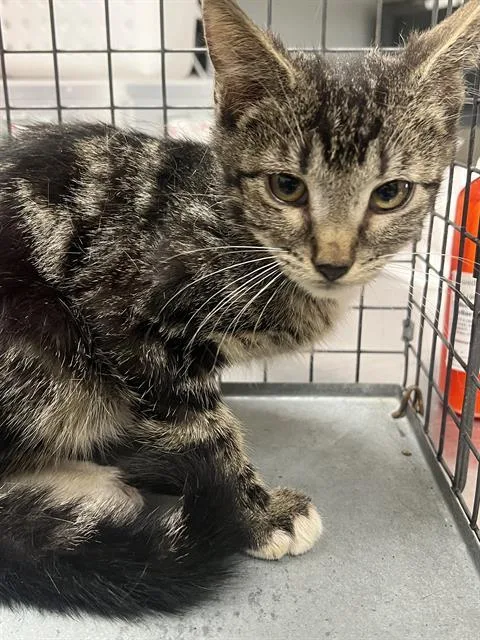 A baby small-sized male Domestic Short Hair cat named Boo Bear for adoption in Las Vegas, NV
