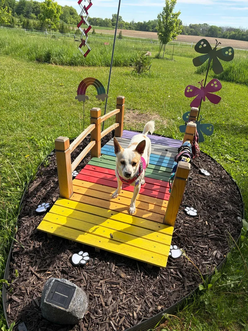 An adult small-sized male Chihuahua dog named Trevor for adoption in De Pere, WI