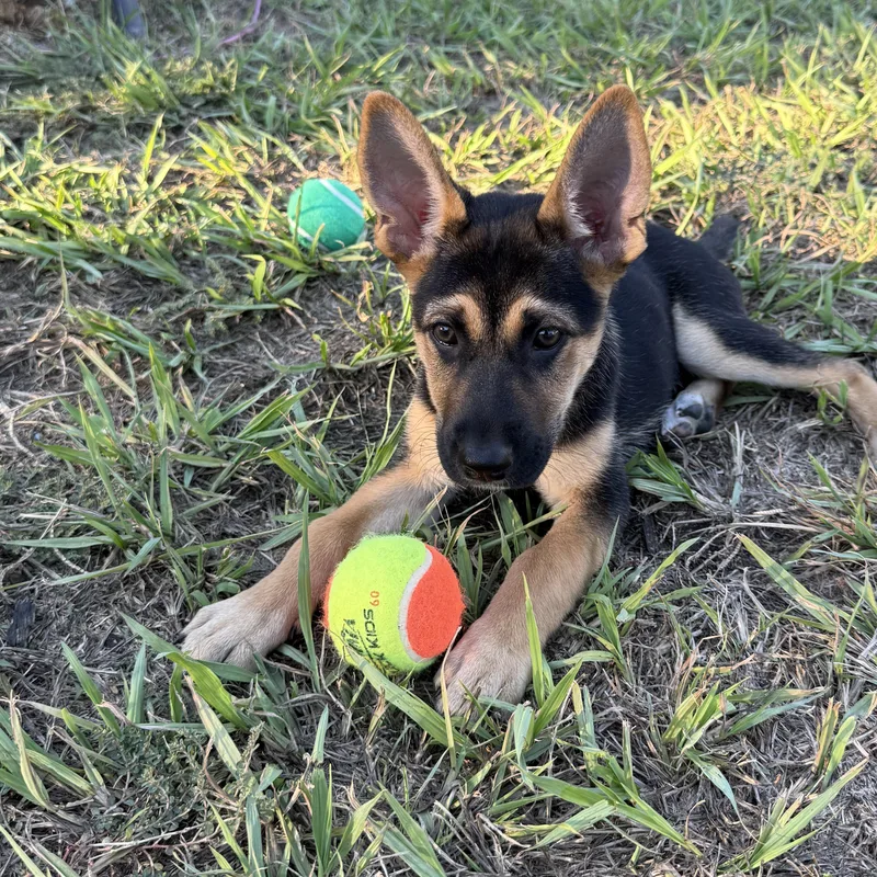 A baby medium-sized female Brown / Chocolate German Shepherd Dog named Mara for adoption in Dallas, TX