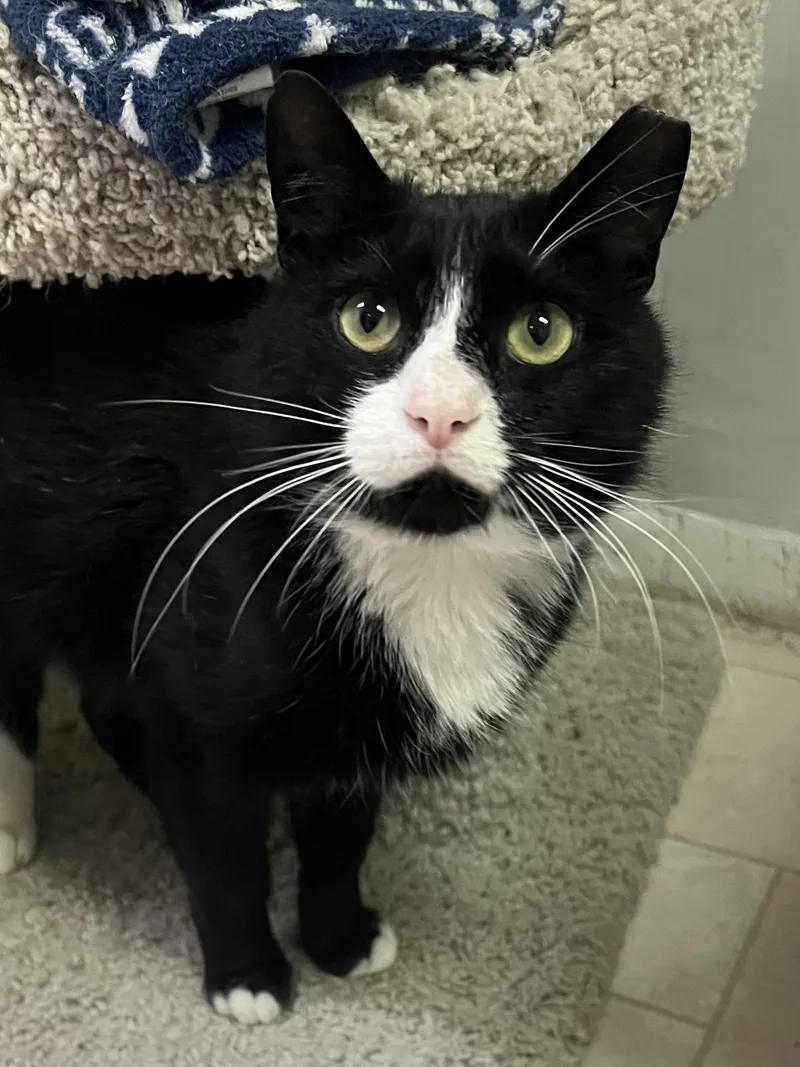 An adult medium-sized male Black & White / Tuxedo Domestic Short Hair cat named Craig for adoption in Warminster, PA