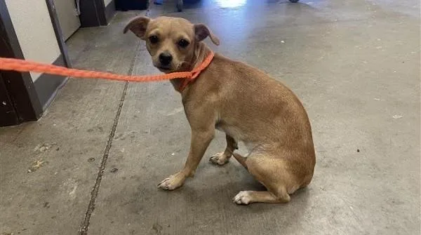 A young small-sized female Chihuahua dog named Sunny for adoption in Ontario, CA