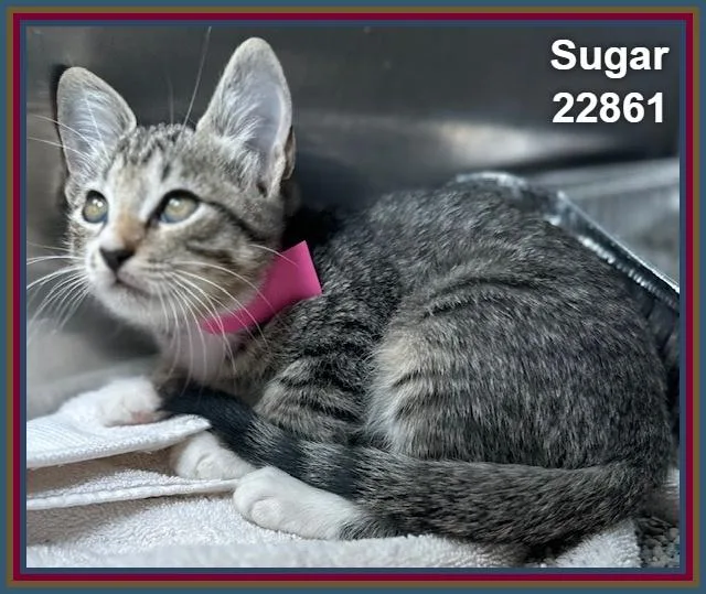 A baby medium-sized female Tabby (Brown / Chocolate) Domestic Short Hair cat named Sugar for adoption in Marietta, GA