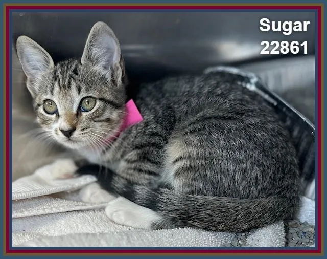 Sugar thumbnail 4