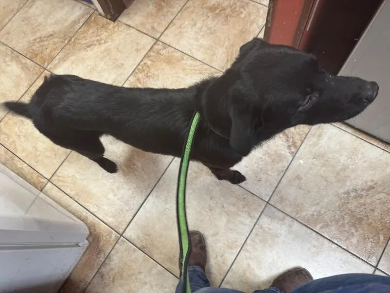 A young large-sized male Black Mixed Breed dog named Jolteon for adoption in Cincinnati, OH
