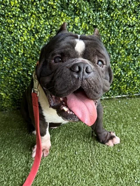 An adult medium-sized male English Bulldog dog named Spud for adoption in Naples, FL