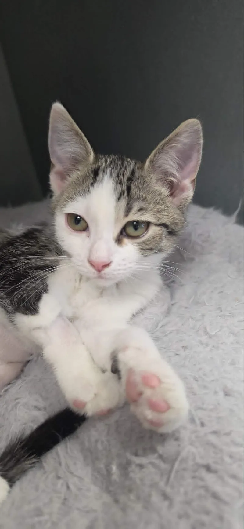 A young small-sized female Gray & White Domestic Short Hair cat named Biscuitina for adoption in Mount Juliet, TN