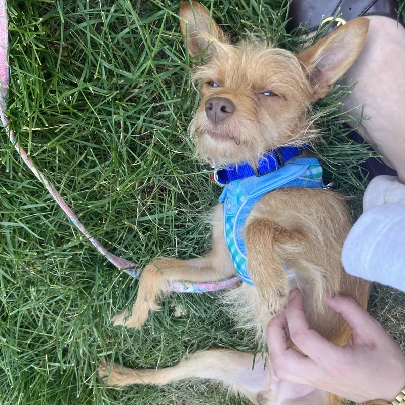 A young small-sized male Golden Yorkshire Terrier dog named Jiggs for adoption in Boulder, CO