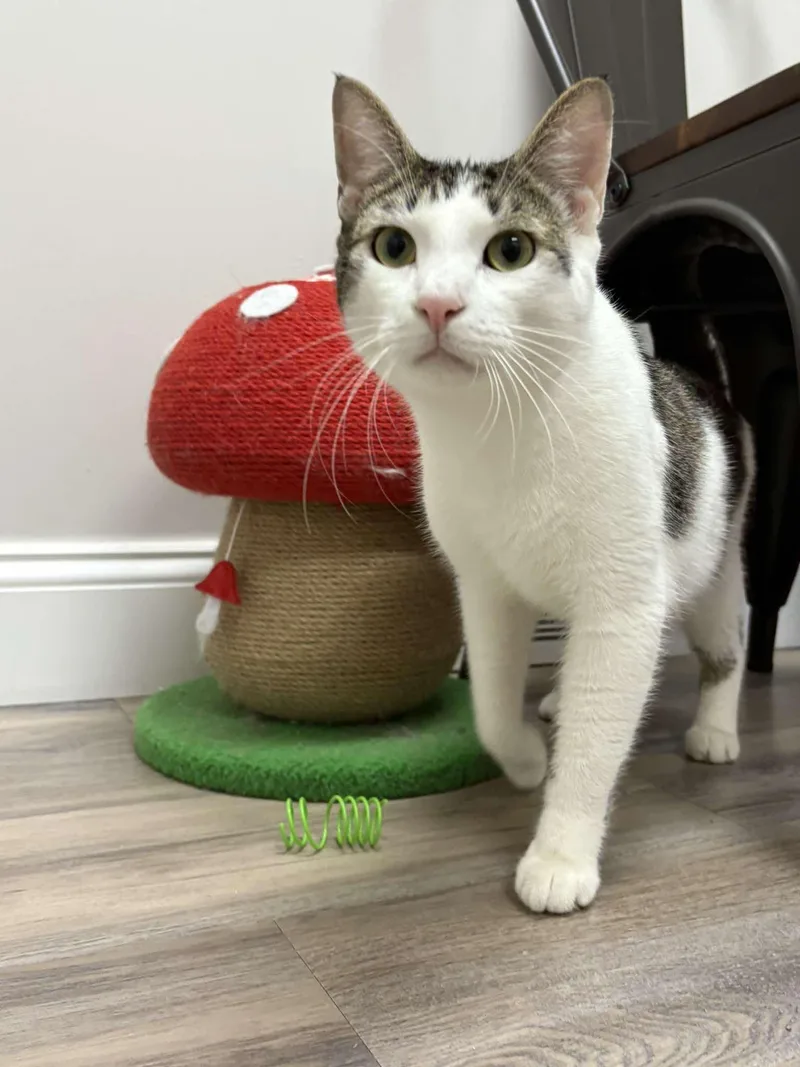 An adult medium-sized male Gray & White Domestic Short Hair cat named Jacoby for adoption in Fulton, NY