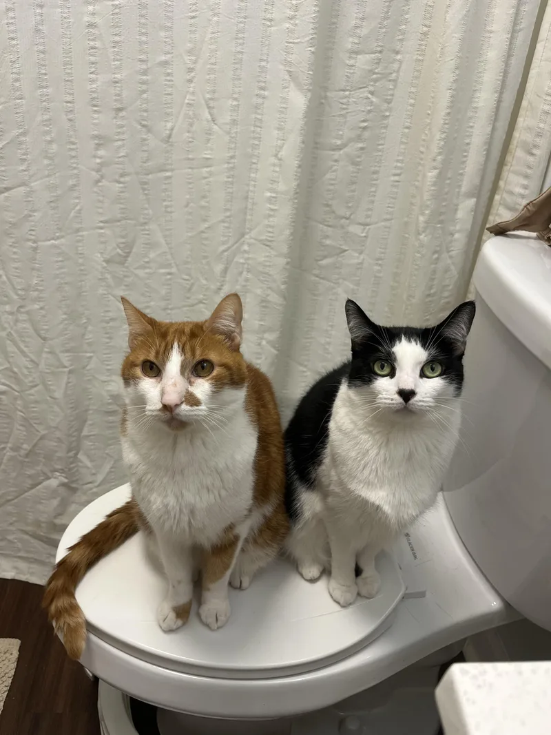 An adult medium-sized female Black & White / Tuxedo Tuxedo cat named Ruth And Henry for adoption in Oberlin, OH