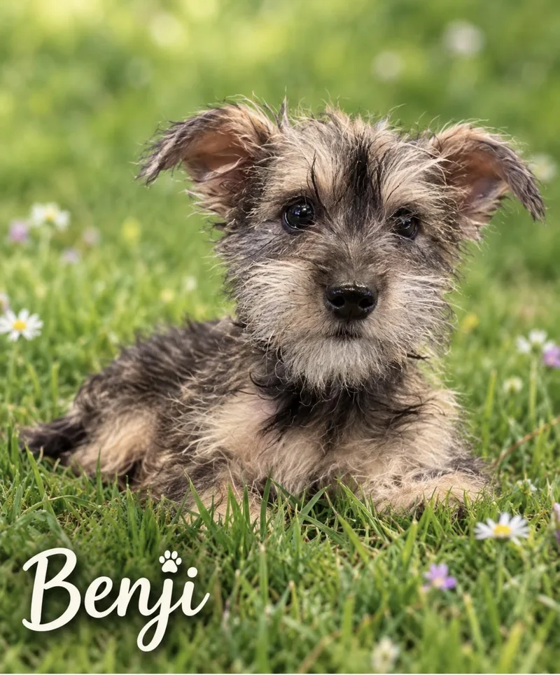 A baby small-sized male Bicolor Standard Schnauzer dog named Benji  The Tiny for adoption in Citrus Heights, CA