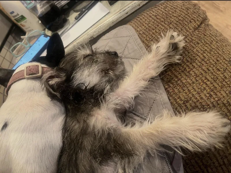 Benji  The Tiny thumbnail 2