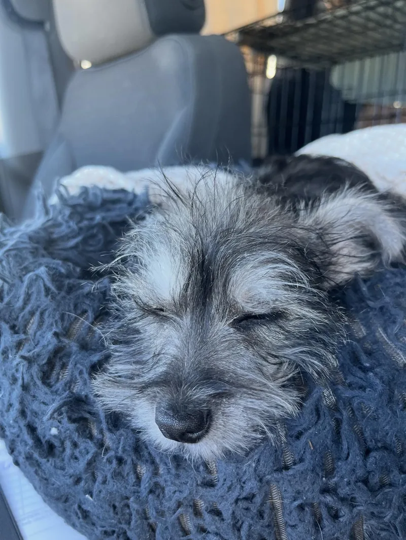 Benji  The Tiny thumbnail 3
