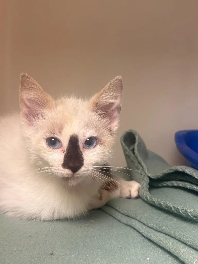 A young medium-sized female Domestic Short Hair cat named Jaqleen  Jewlz for adoption in Batesville, AR