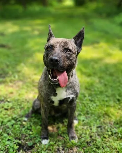 Callista thumbnail 3