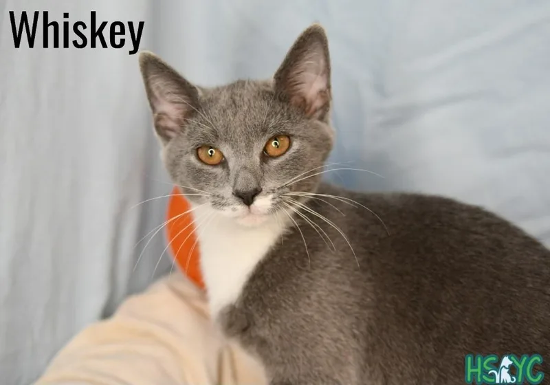 A baby medium-sized female Domestic Short Hair cat named Whiskey for adoption in Fort Mill, SC
