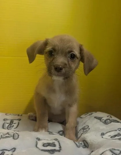 A baby small-sized male Terrier dog named Gonzo for adoption in Houston, TX