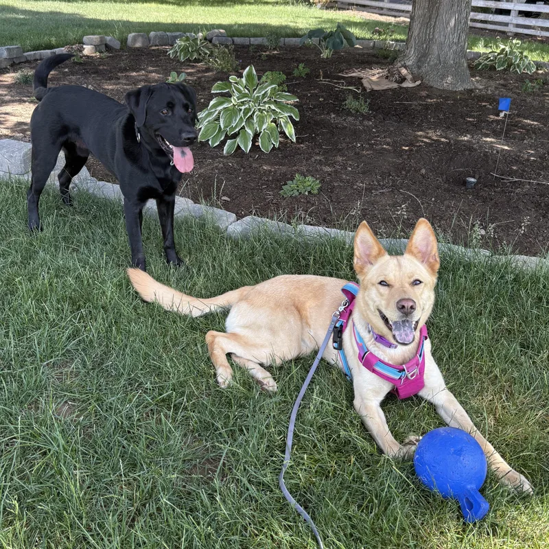 A young medium-sized female Golden German Shepherd Dog dog named Ms. Gorgeous Charlotte for adoption in Ridgefield, WA