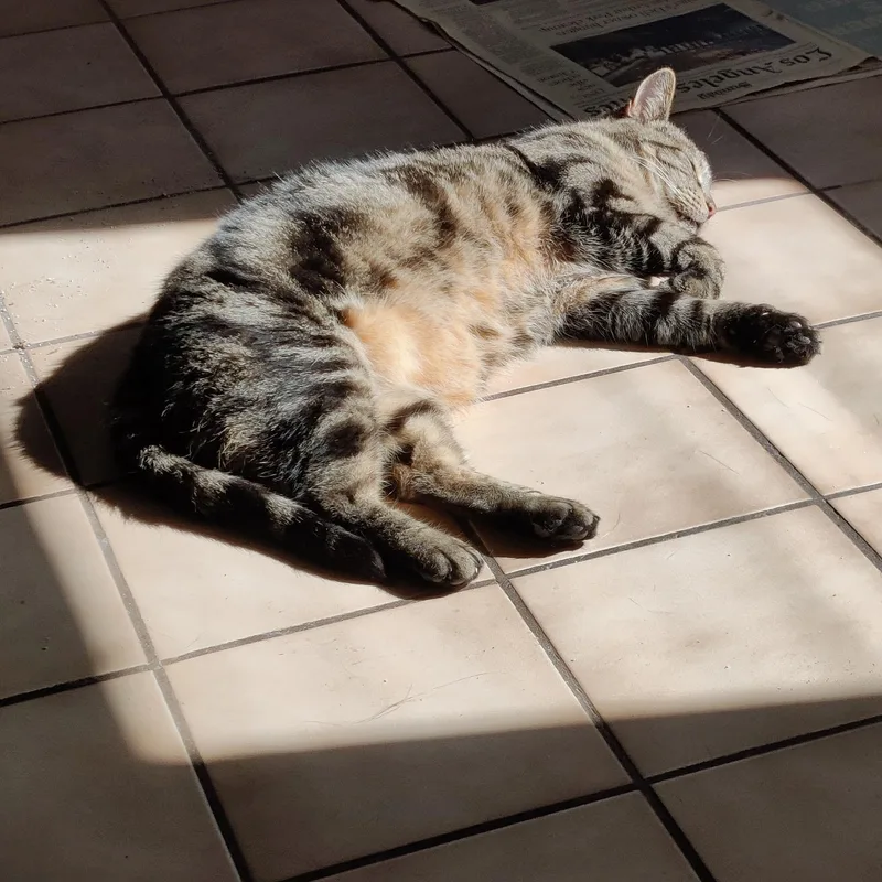 A senior large-sized male Tabby (Brown / Chocolate) Domestic Short Hair cat named Eeyore for adoption in Santa Ana, CA