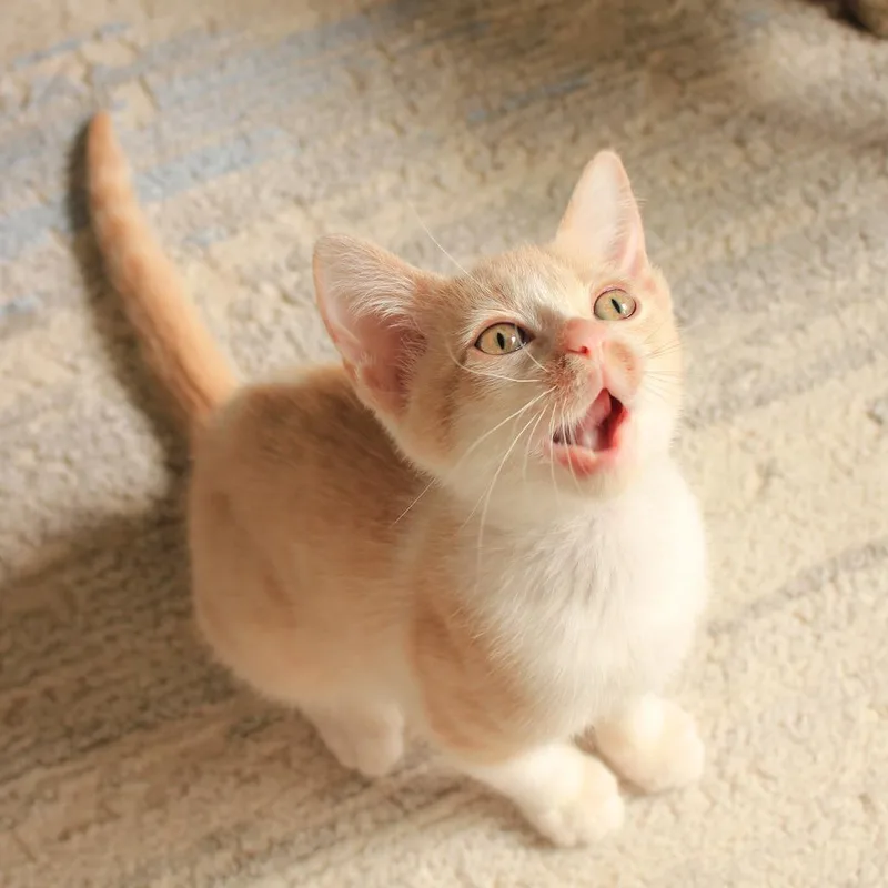 A baby small-sized female Buff / Tan / Fawn Domestic Short Hair cat named Kryptonite Tuft for adoption in Austin, TX