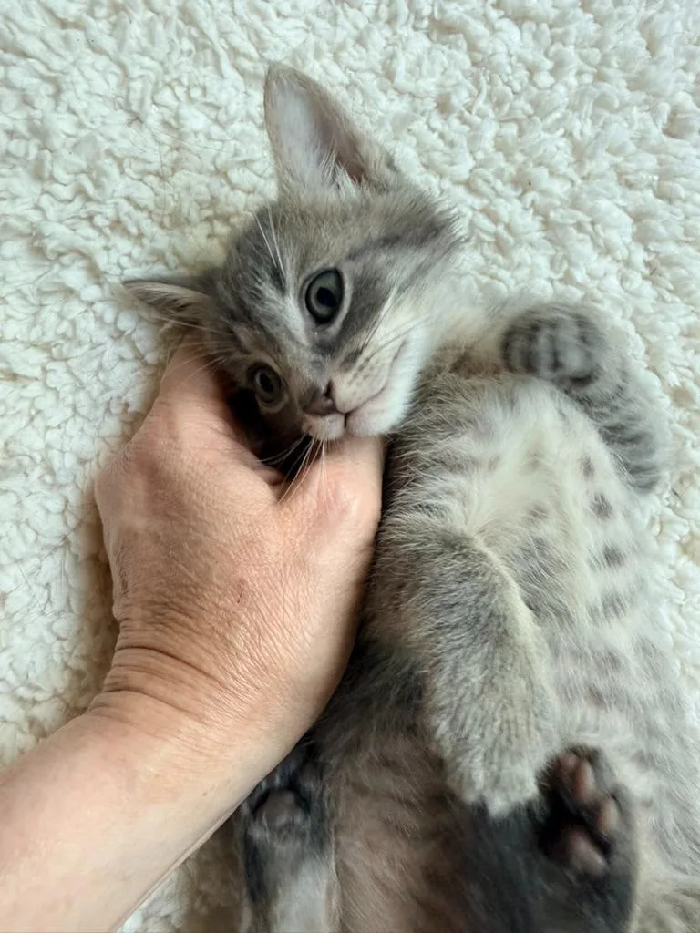 A baby small-sized male Tabby cat named Grayson for adoption in San Antonio, TX