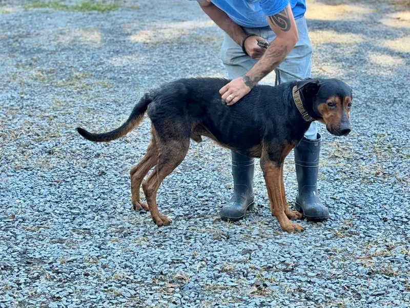 An adult large-sized male Rottweiler dog named Kujo for adoption in Elizabethtown, NC