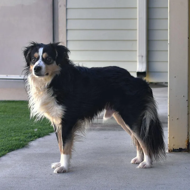 An adult medium-sized male Black Australian Shepherd dog named Snickers for adoption in Ottawa, KS