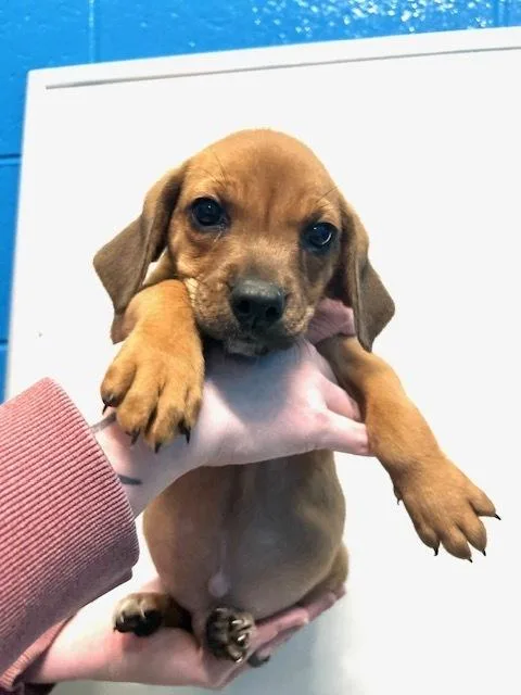 A baby small-sized male Brown / Chocolate Feist dog named Nash for adoption in Muskegon, MI