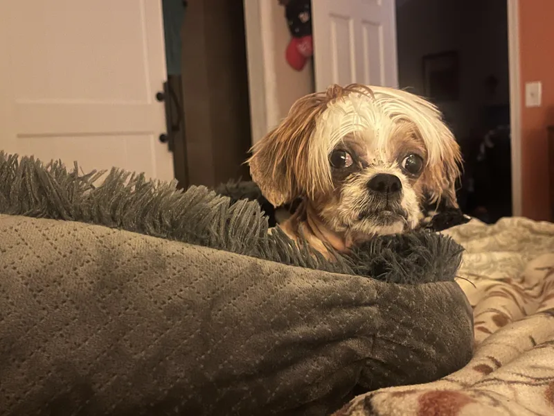 An adult small-sized male White / Cream Shih Tzu dog named Webster for adoption in Fredericksburg, VA
