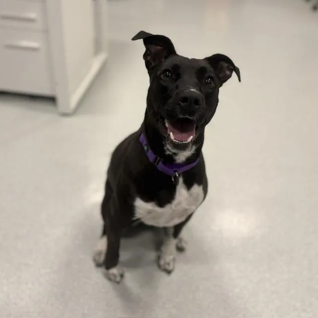 A young medium-sized female Labrador Retriever dog named Avon for adoption in Boston, MA